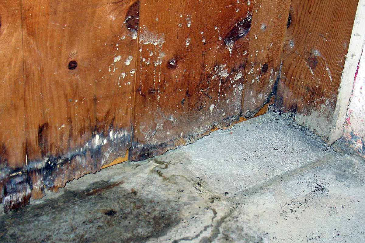 mold and wood rot in basement wall