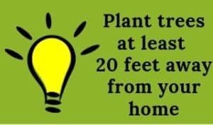plant trees at least 20 feet away from your home graphic