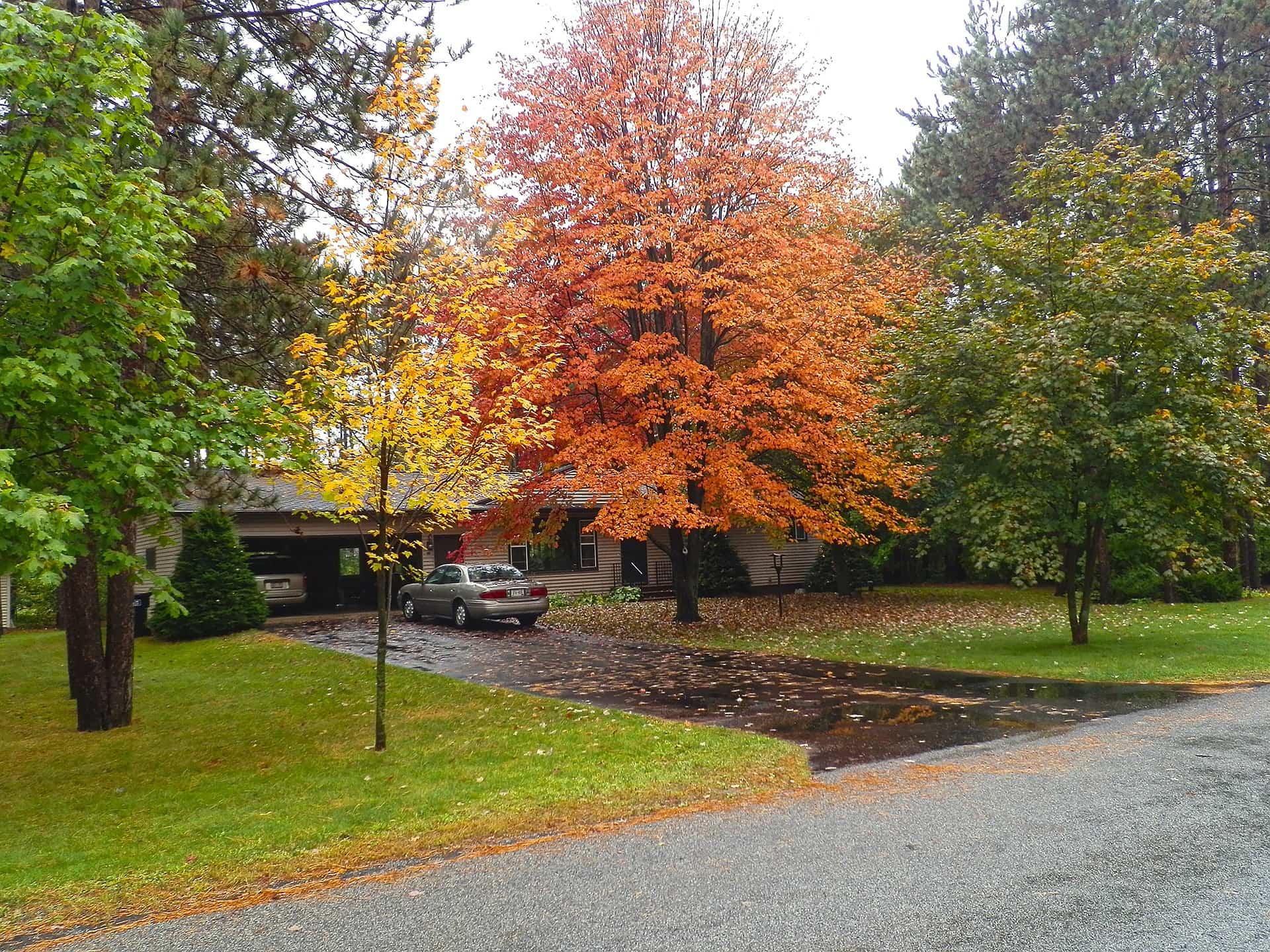 trees in yard in fall
