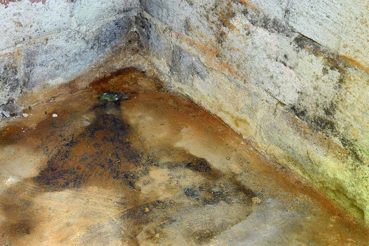 Nasty mold covering the corner of a basement